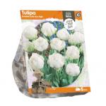 Baltus Tulipa Double Late Ice Age tulpen bloembollen per 5 stuks